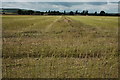 Harvested field of oil seed rape