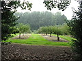 Apple orchard at Rock House Nurseries