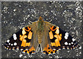 TA1828 : A Painted Lady by Andy Beecroft