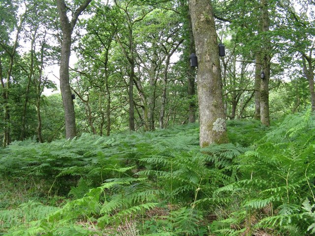 Carstramon Wood - a SWT Reserve