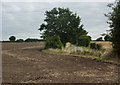 Harvested field