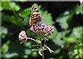 Painted Lady on Red Valerian - Llandow