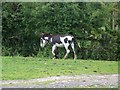 Coloured donkey near Cadnam Green