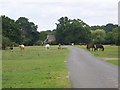 Grazing ponies, Cadnam Green