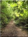 Coast path through Barton Wood