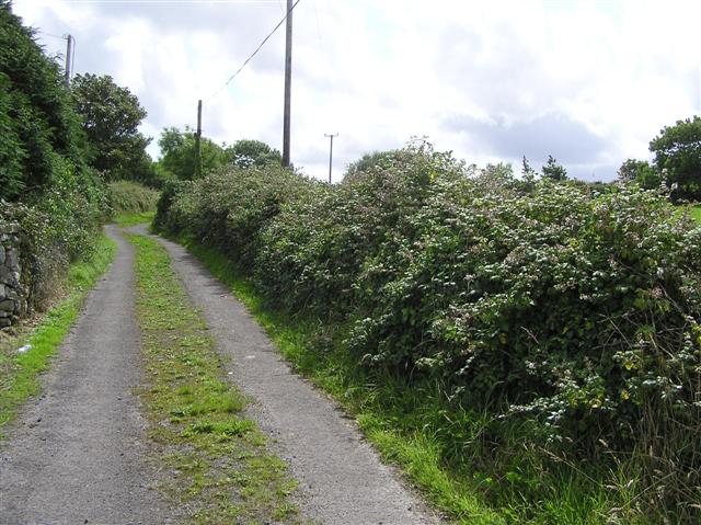 Country lane, Wardhouse