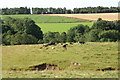 Beef cattle, West Gormack, near Kinloch