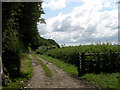 Track above Rhydowen