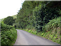 Woodland next to Troed-y-Rhiw