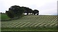 Silage Cut