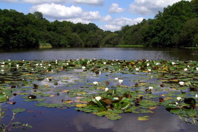 Eyeworth Pond, New Forest © Jim Champion cc-by-sa/2.0 :: Geograph ...