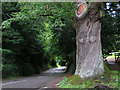 The Twisted Oak at the junction of Balls Farm Road and Little John