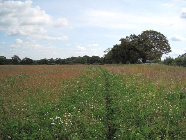 View of Footpath through the Field