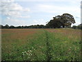 View of Footpath through the Field