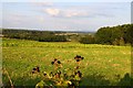 Looking over a field towards the Vale of Aylesbury