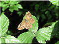 Speckled Wood Butterfly (Pararge aegeria)