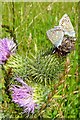 Butterflies on a thistle