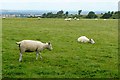 Pasture on Pyrton Hill