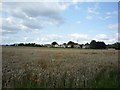 Wheat field near Upper Poppleton