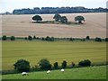 Sheep grazing, near Ogbourne Maizey