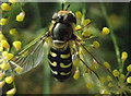 Larger hover fly