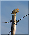 Buzzard, Eglwyswrw