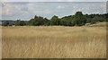 NO5332 : Long grass, Barry Links by Richard Webb
