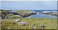 Cove with gannets on southwest Islay