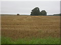 Brockington Down, harvested field