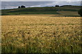 Wheatfield, West Kinwhirrie, east of Pearsie