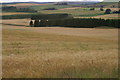 Wheatfield, west of Kirkton of Kingoldrum