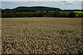 Wheat Field at the Homme