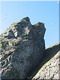 NA1505 : Gannets, Boreray by Richard Webb