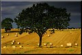 Field at Harvesttime