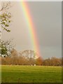 Field of cows with rainbow