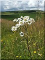 Sneezewort (Achillea ptarmica)