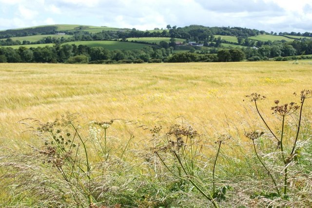 Barley field and hogweed at Roscath