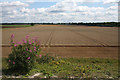 Partly harvested wheat field