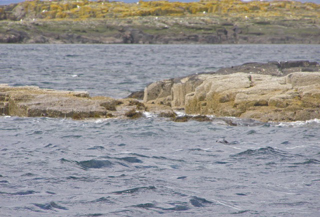 Seals basking on North Wamses Island