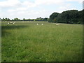 Grazing land, at Upper Vicar