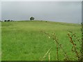 Looking to trig point near Harelaw Farm