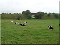 Cows in field and tunnels