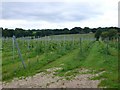 Vineyard, Lytchett Matravers