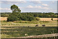 Sheep grazing on the farmland.