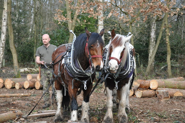 Horse Logging in the Out Woods, Charnwood Forest