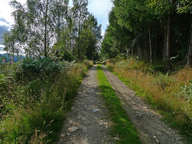 Forest Track in Dull Wood
