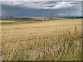 Wheat field, Strathkinness