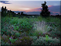 Iping Common, dusk