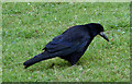 A Rook at Lossiemouth