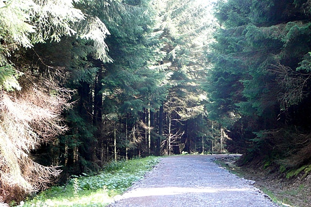 In Penllyn Forest